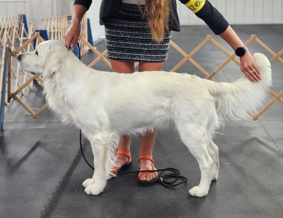 English Golden Retriever Puppies breeder image 26