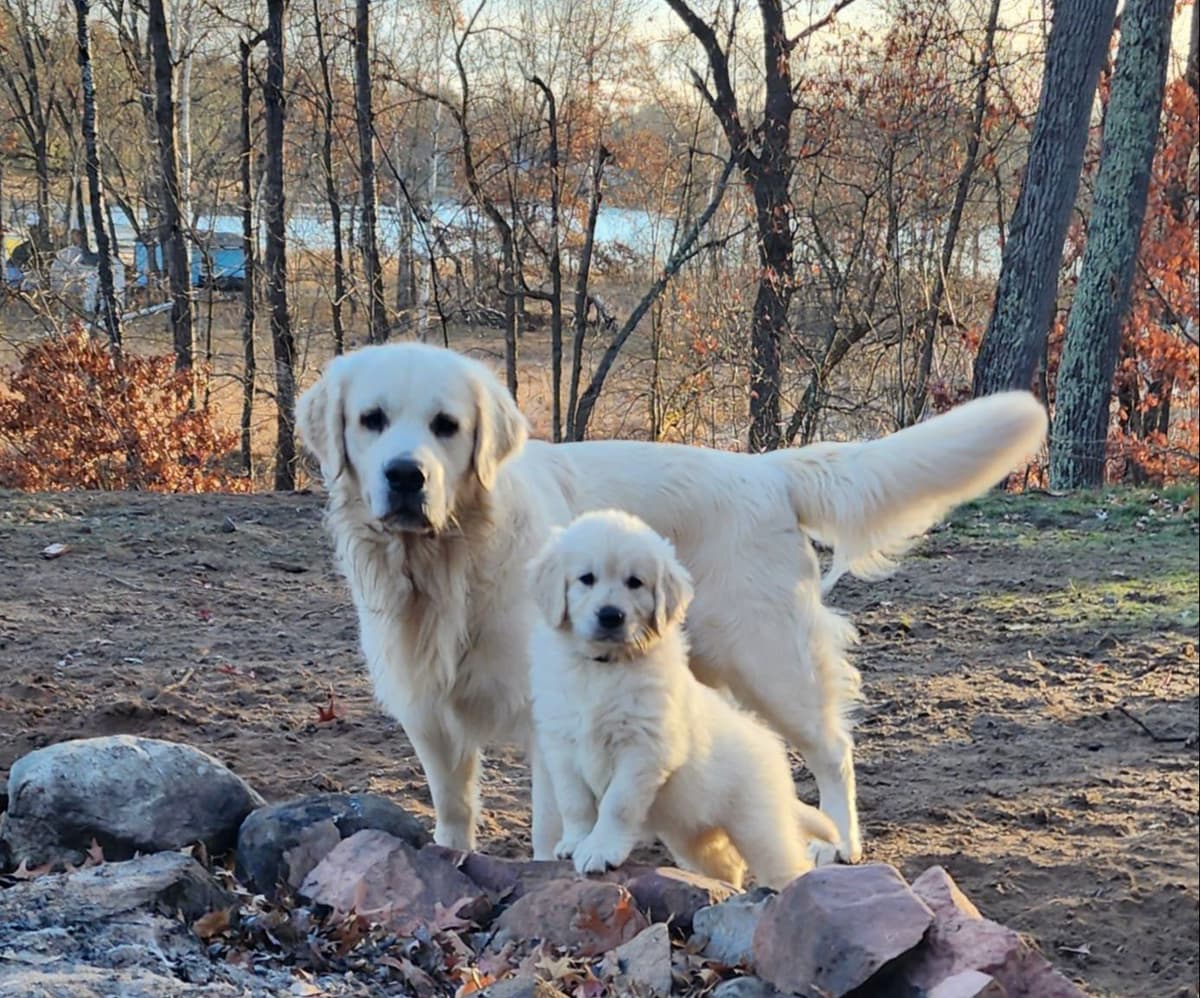English Golden Retriever Puppies breeder image 27