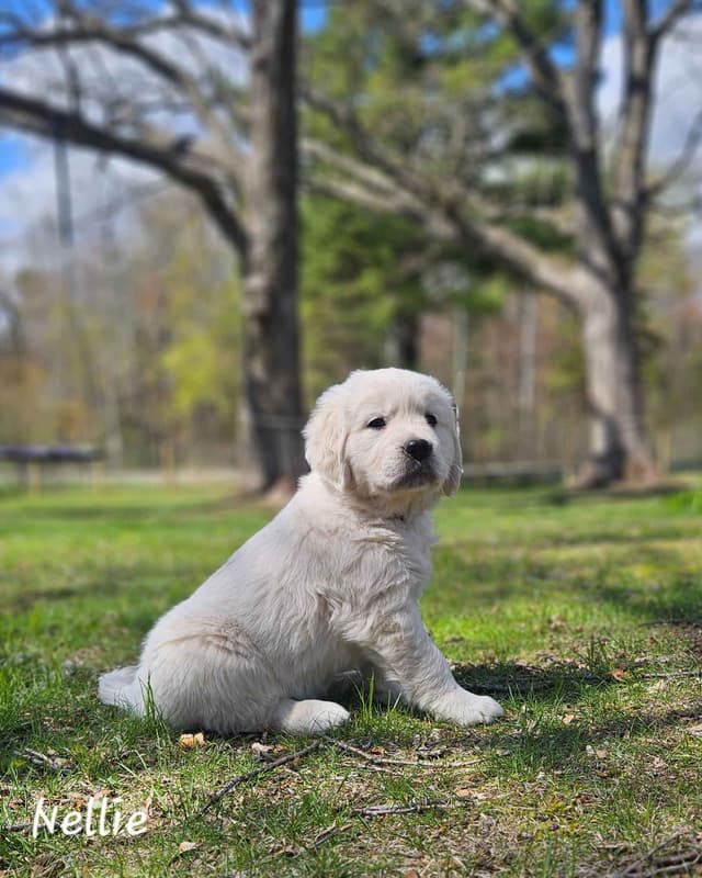 English Golden Retriever Puppies media 2