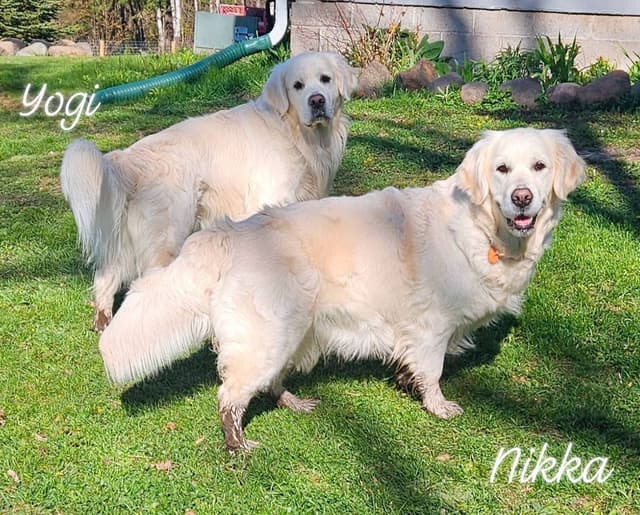 English Golden Retriever Puppies media 3