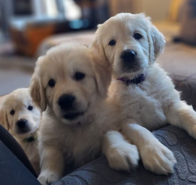 English Golden Retriever Puppies media 4