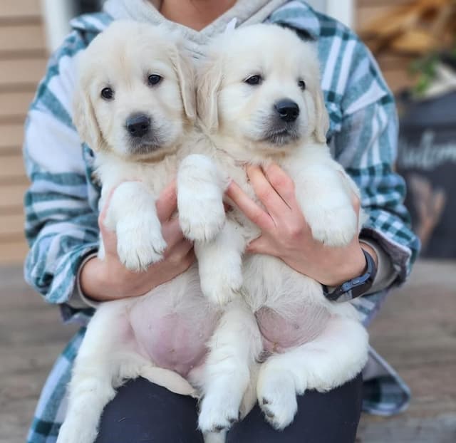 English Golden Retriever Puppies media 6