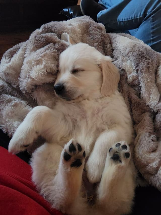 English Golden Retriever Puppies media 7