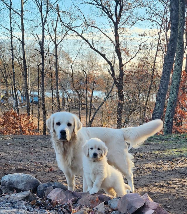 English Golden Retriever Puppies media 9