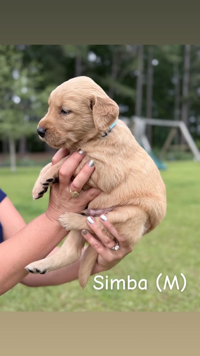 Golden Retriever Puppies media 2