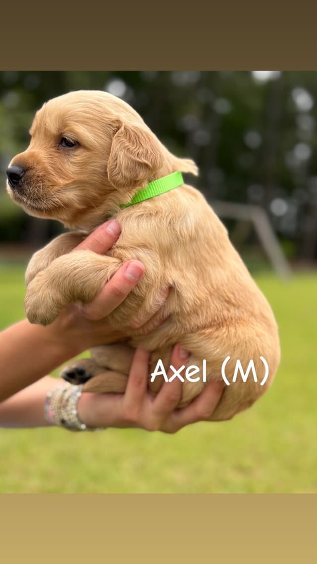 Golden Retriever Puppies media 3