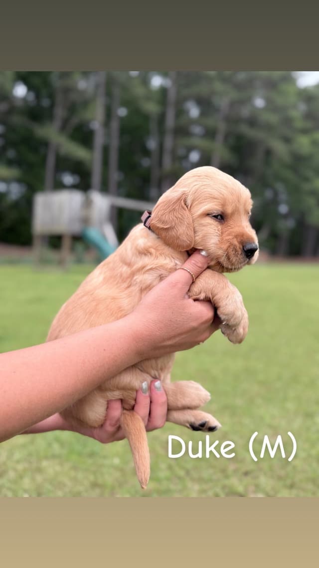 Golden Retriever Puppies media 4