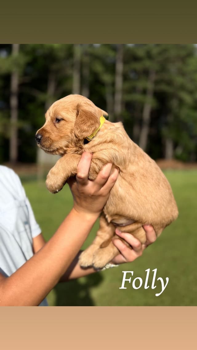 Golden Retriever Puppies media 5
