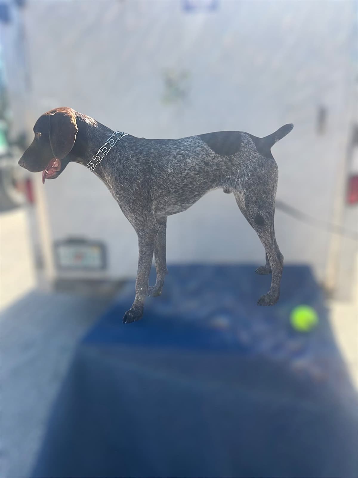 On Point Estates GSP breeder image 1