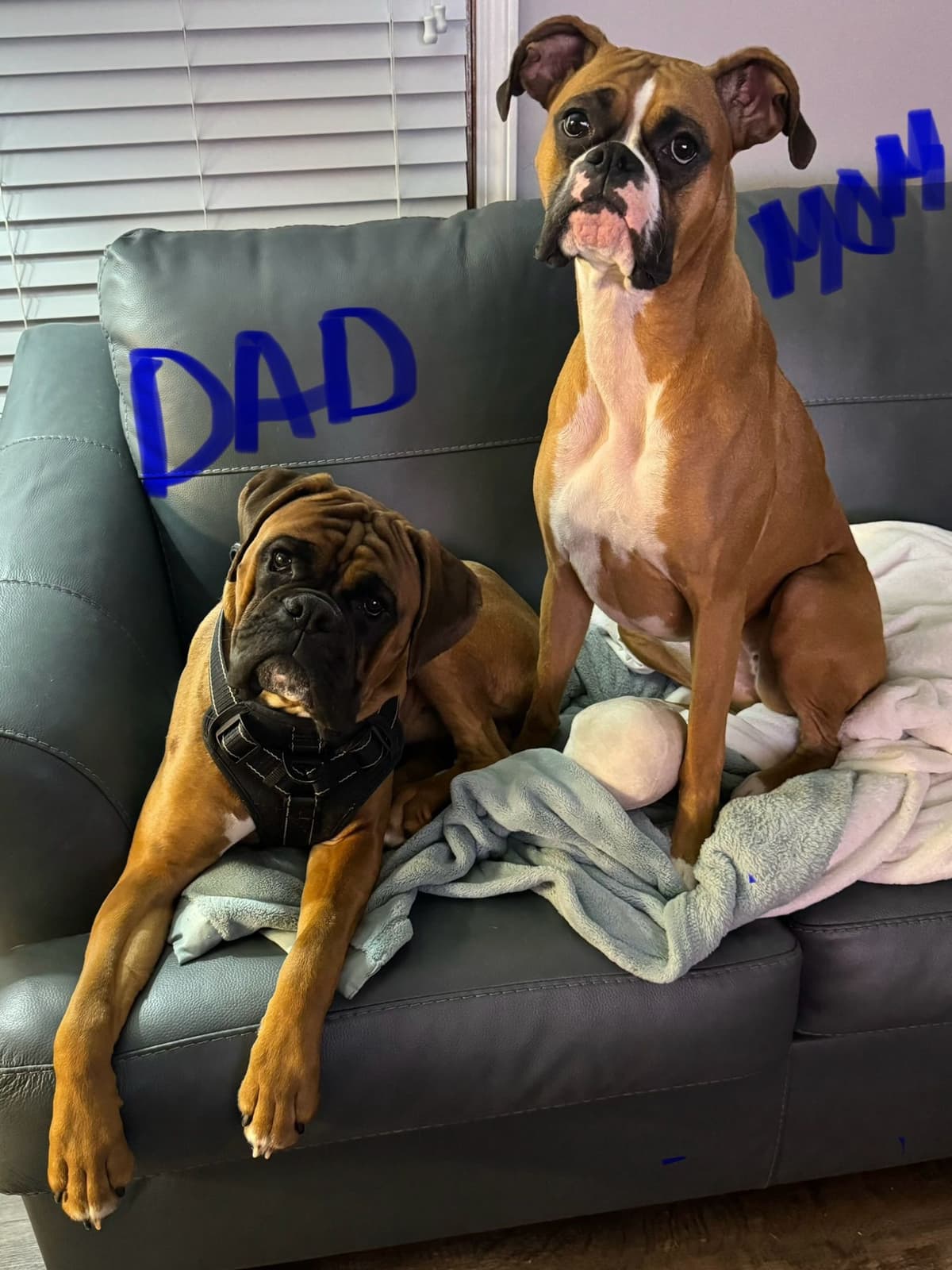 Boxer Puppies breeder image 1