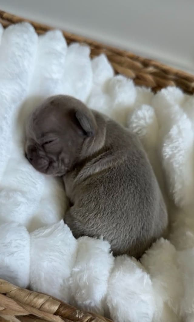 French Bulldog Puppies media 3