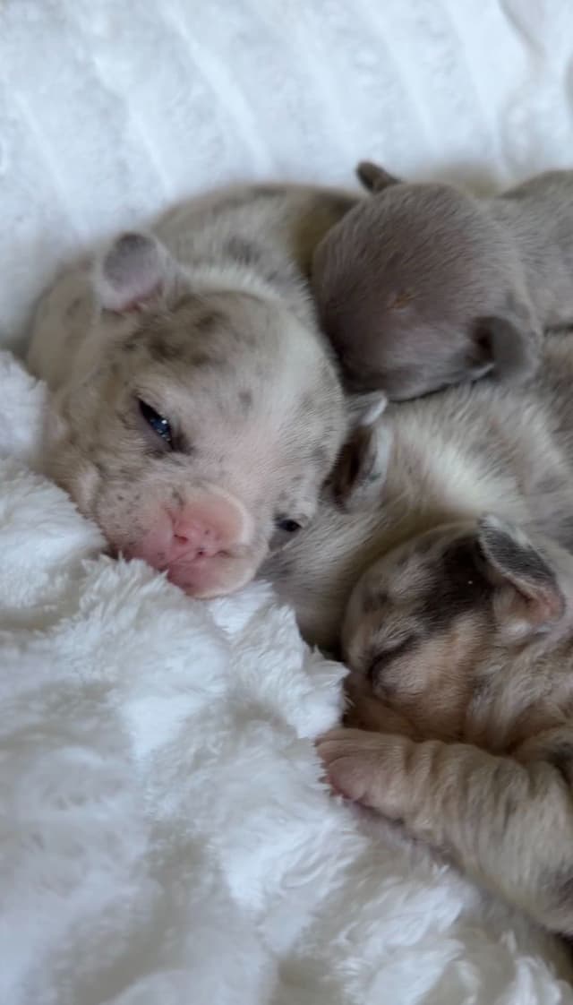 French Bulldog Puppies media 4