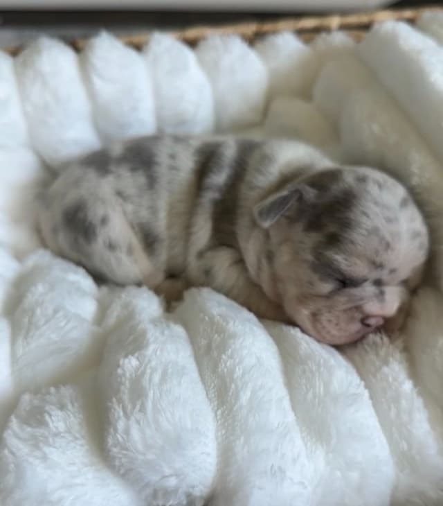 French Bulldog Puppies media 5