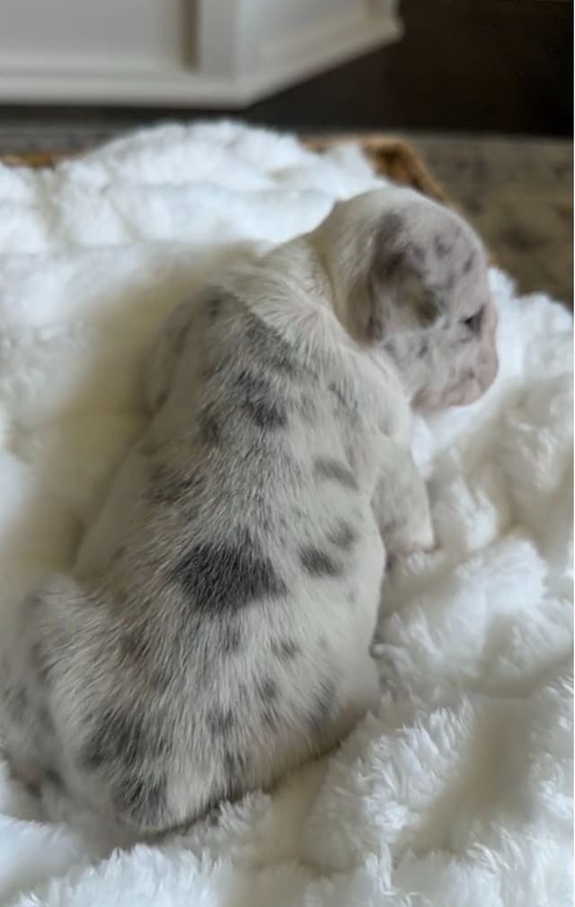 French Bulldog Puppies media 6