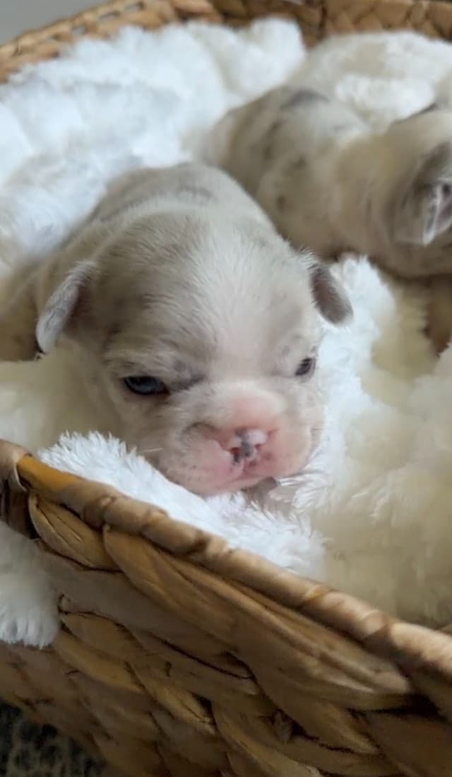 French Bulldog Puppies media 7