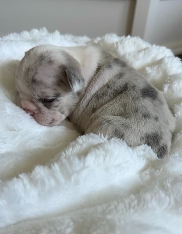 French Bulldog Puppies media 8