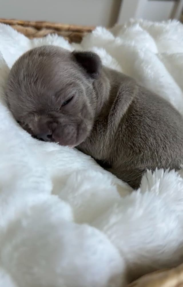 French Bulldog Puppies media 9