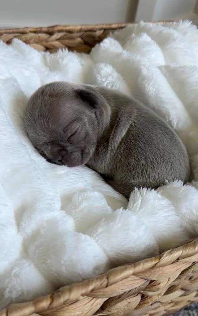 French Bulldog Puppies media 10