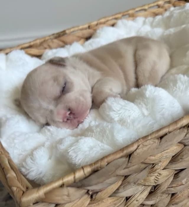 French Bulldog Puppies media 13
