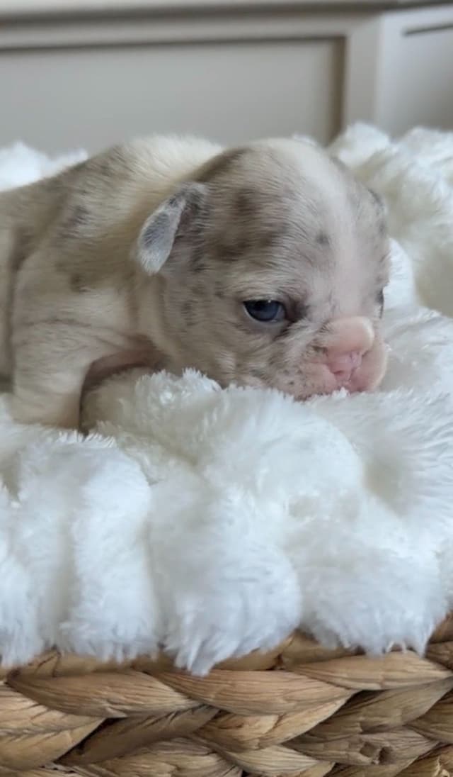 French Bulldog Puppies media 14