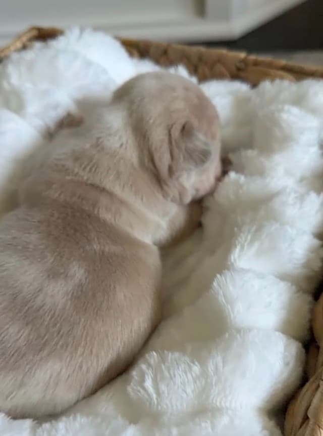 French Bulldog Puppies media 15
