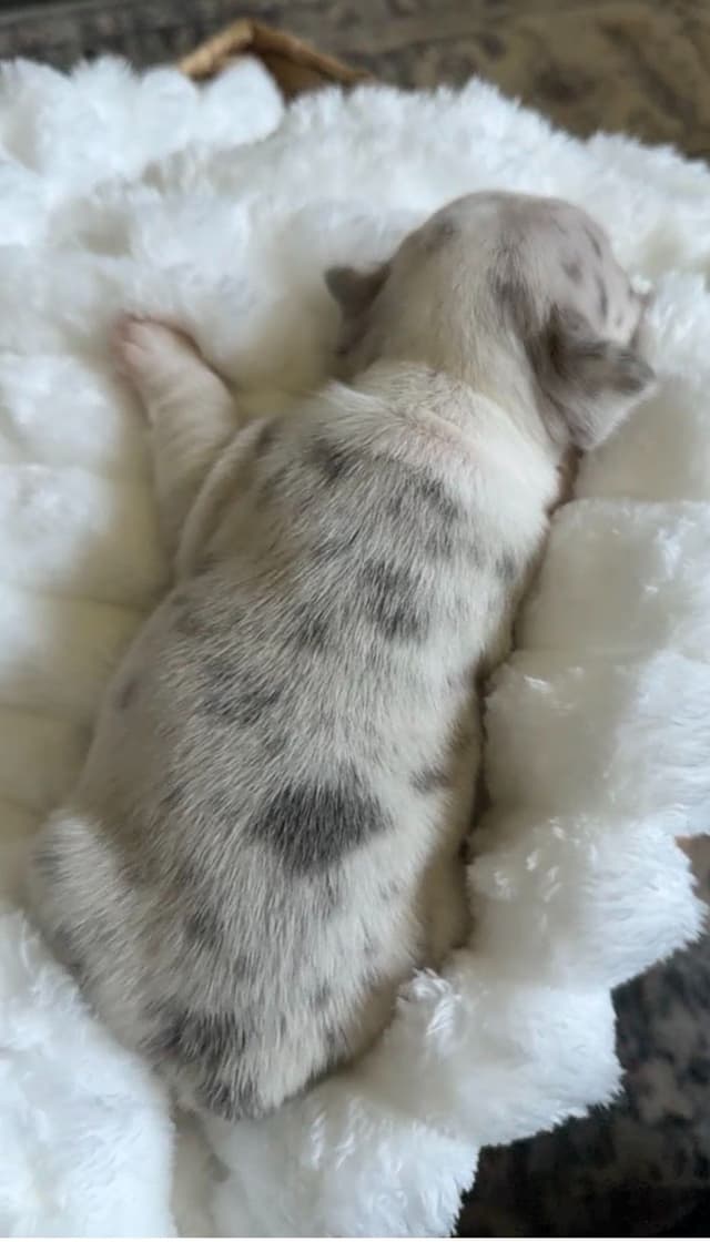French Bulldog Puppies media 16