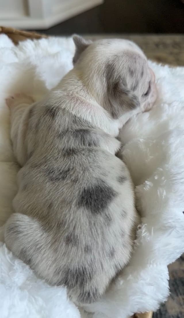 French Bulldog Puppies media 17