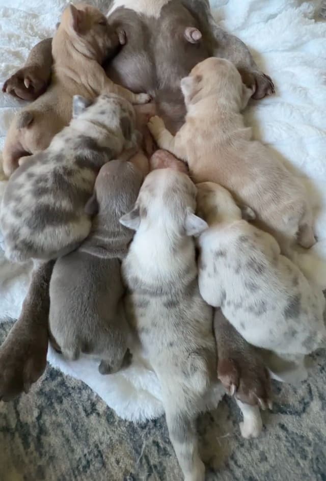 French Bulldog Puppies media 18