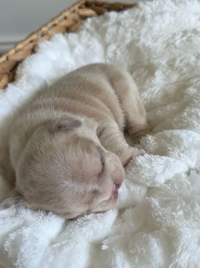 French Bulldog Puppies media 19