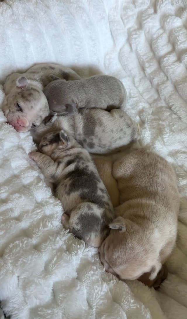 French Bulldog Puppies media 20