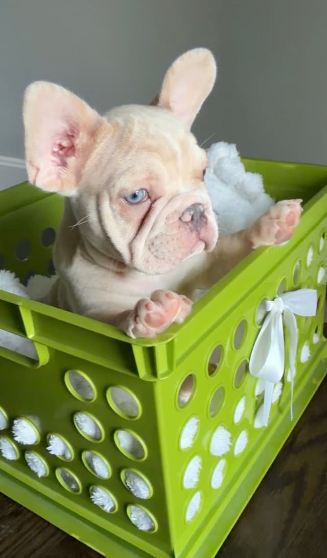French Bulldog Puppies media 21