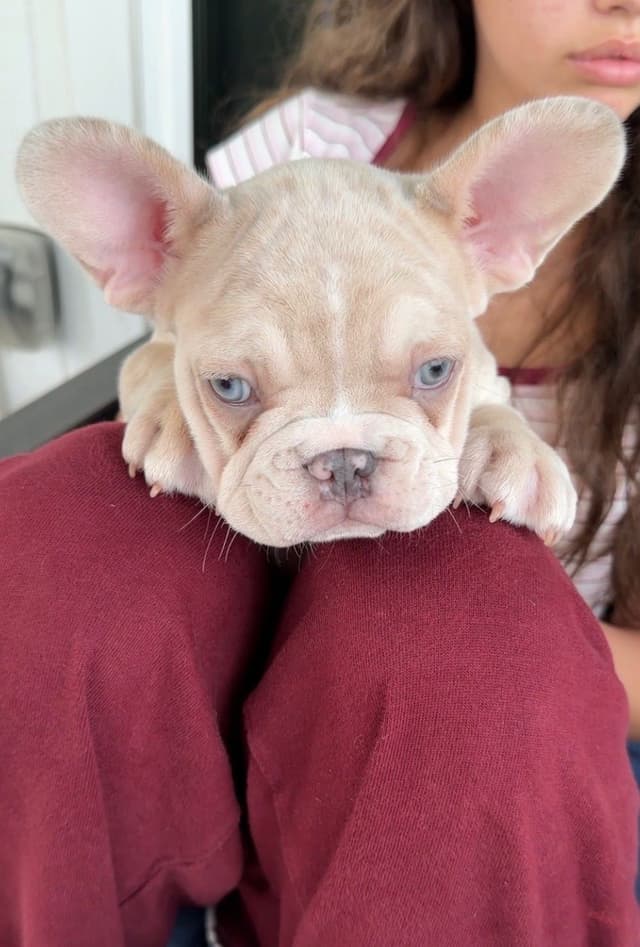 French Bulldog Puppies media 22
