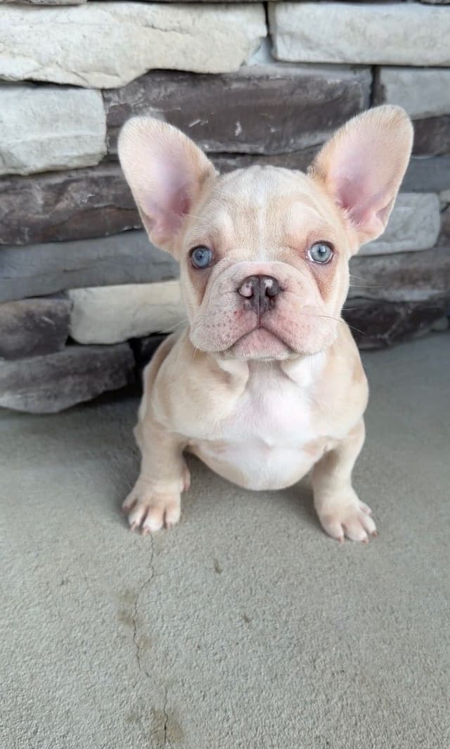 French Bulldog Puppies media 23