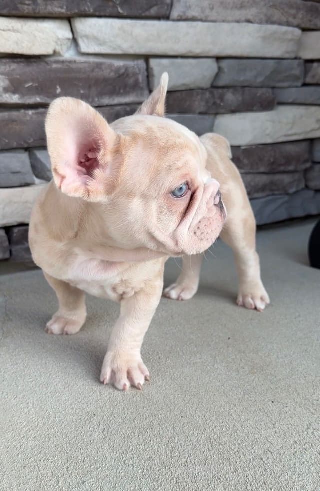 French Bulldog Puppies media 24