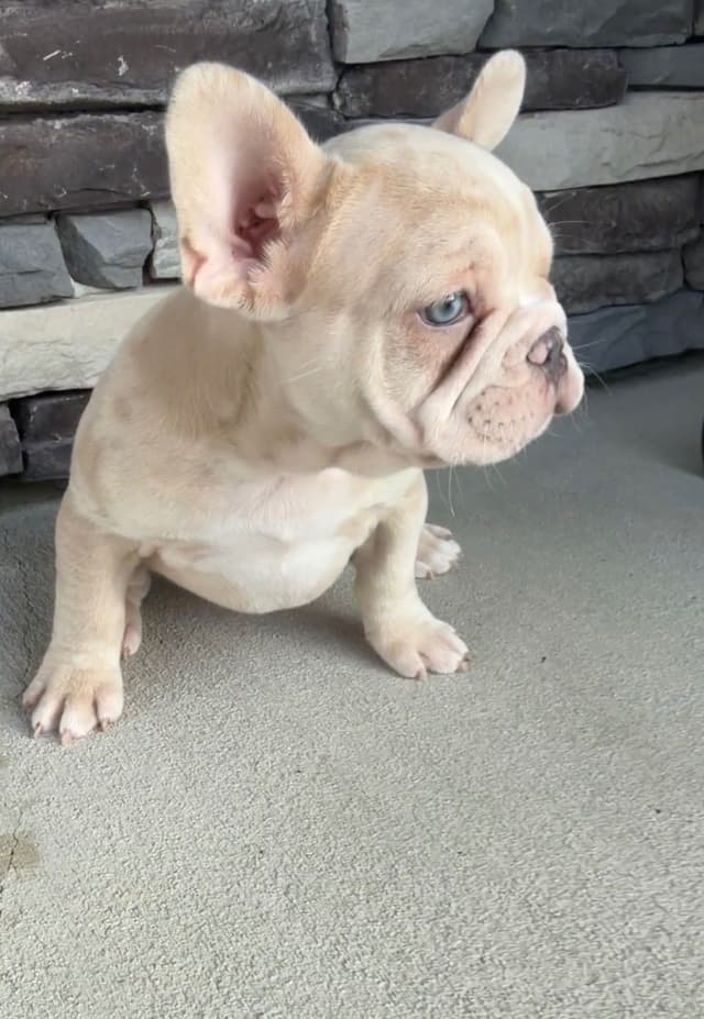 French Bulldog Puppies media 25