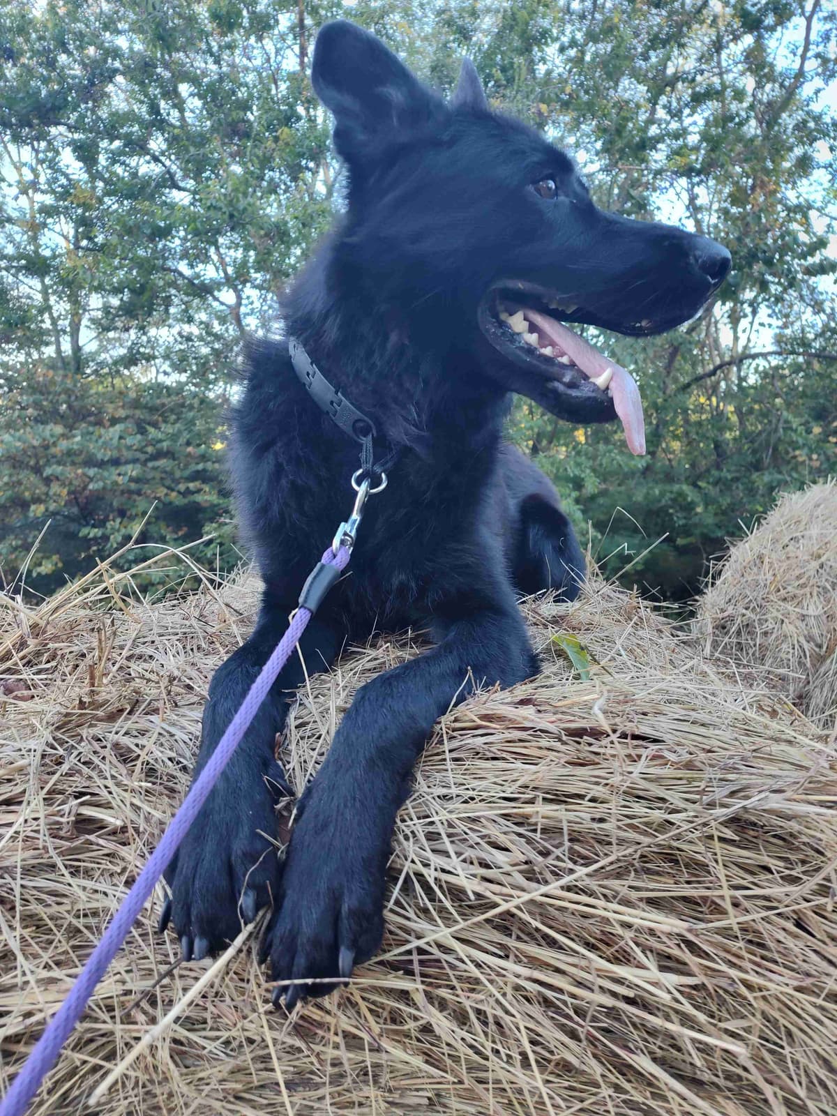 German Shepherd Dog Puppies breeder image 1