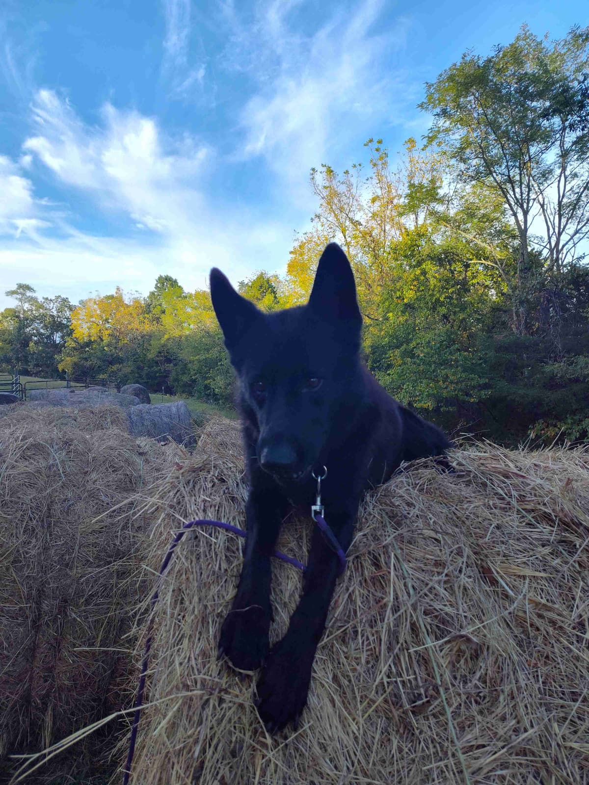 German Shepherd Dog Puppies breeder image 2