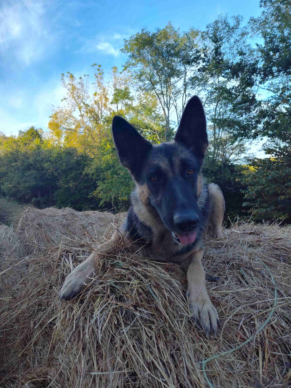 German Shepherd Dog Puppies breeder image 4