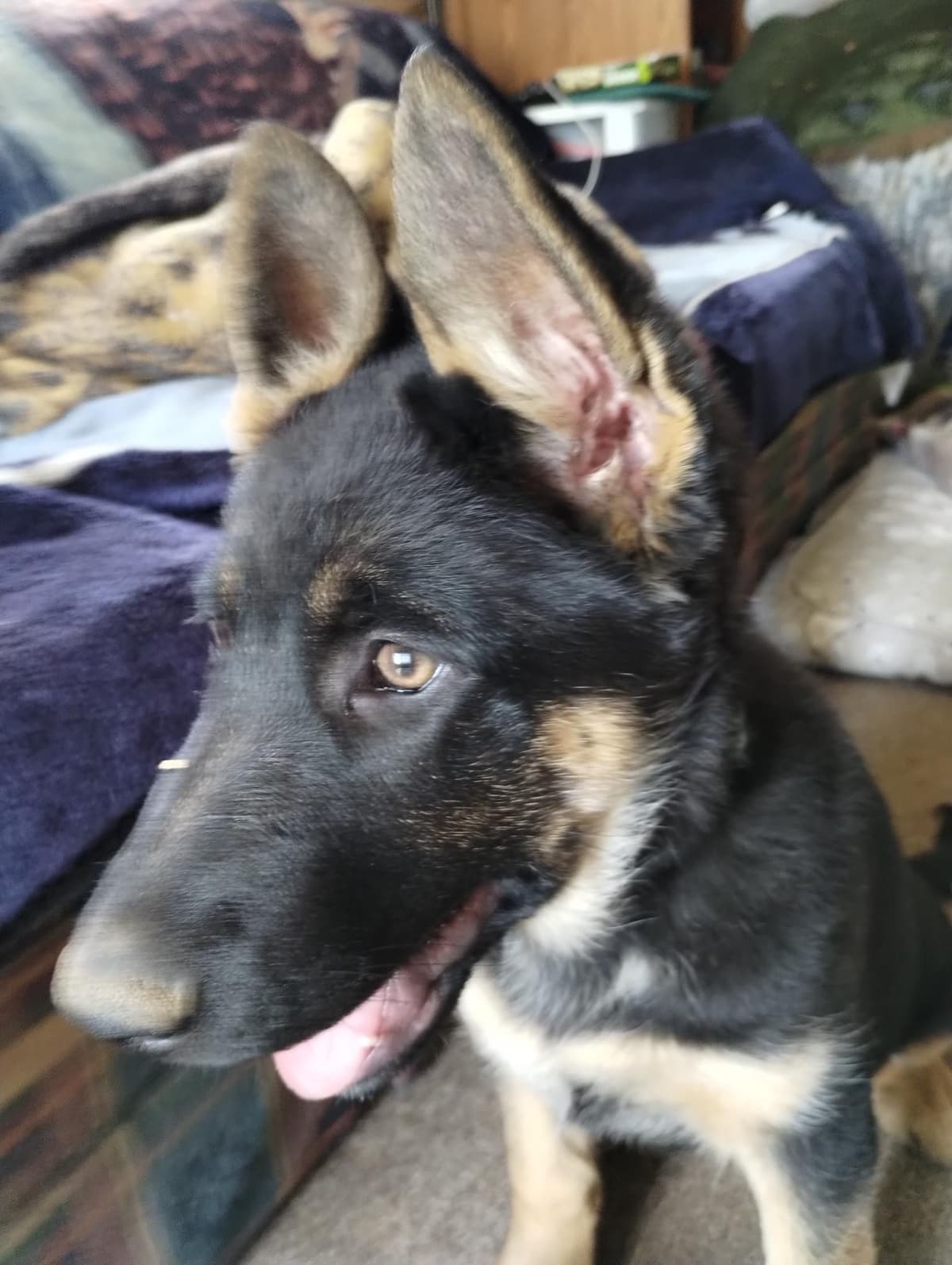 German Shepherd Dog Puppies breeder image 6