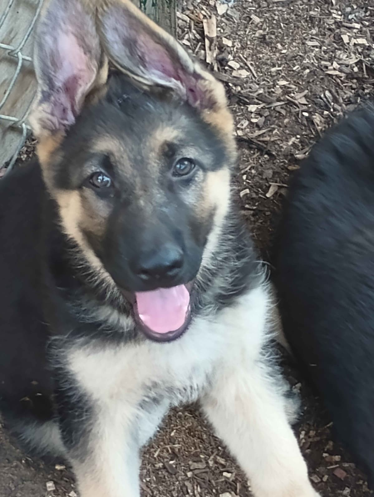 German Shepherd Dog Puppies breeder image 8