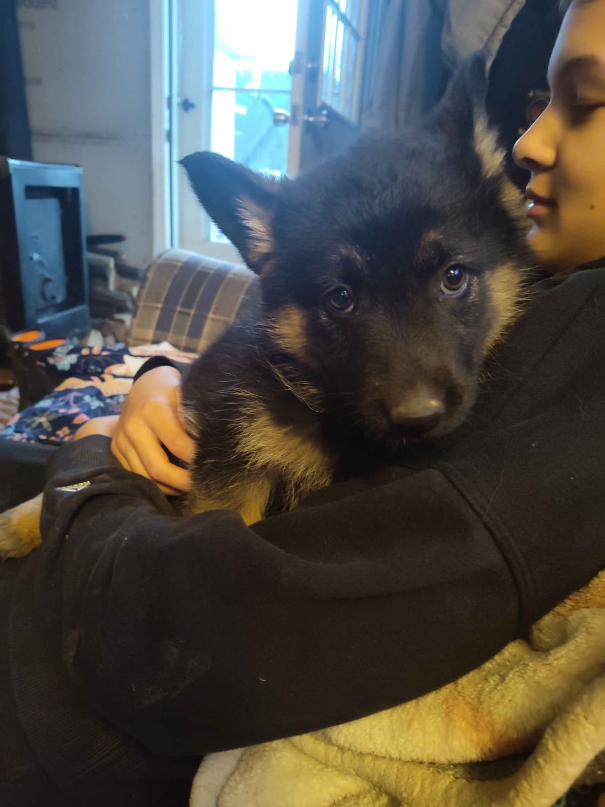German Shepherd Dog Puppies breeder image 10