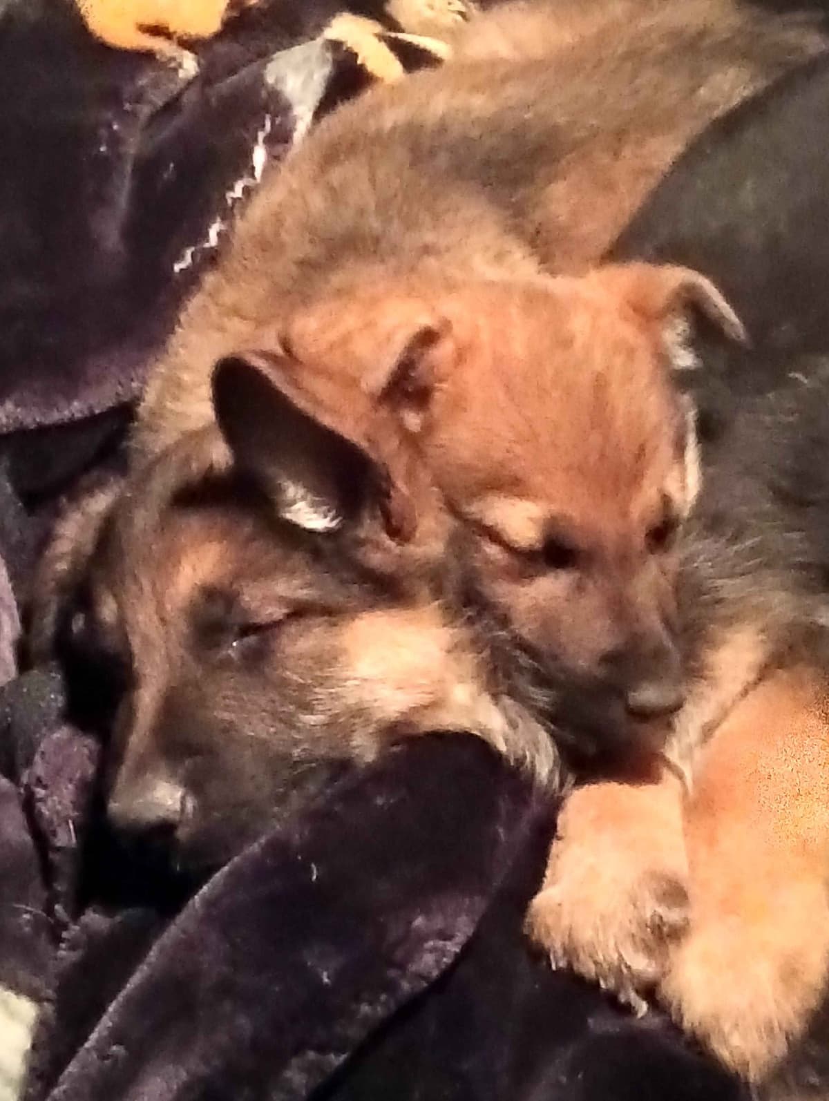 German Shepherd Dog Puppies breeder image 11