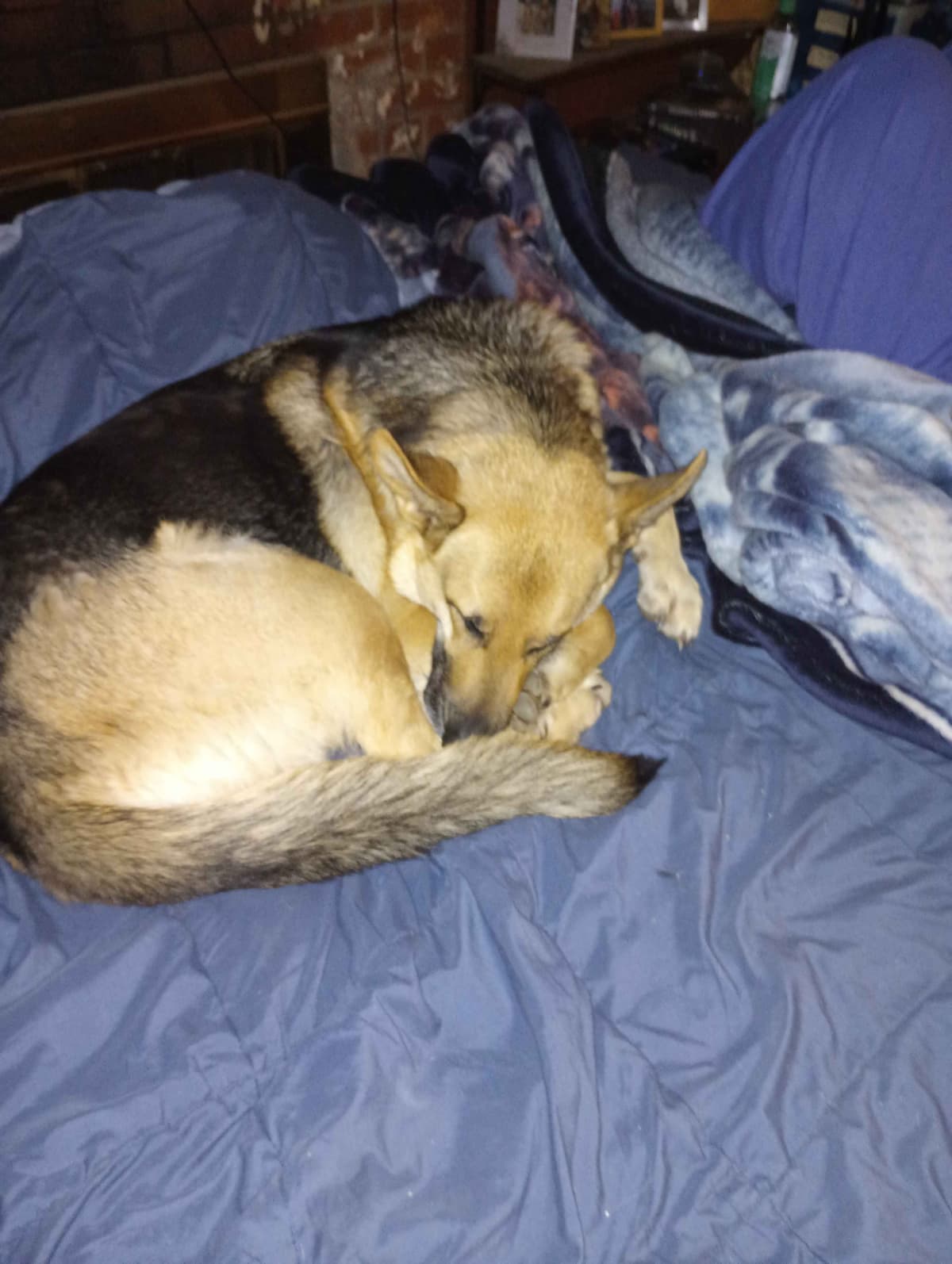 German Shepherd Dog Puppies breeder image 12