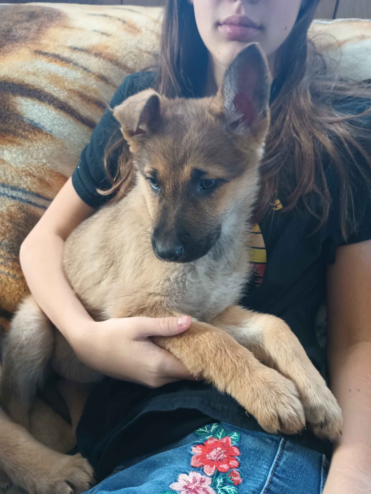 German Shepherd Dog Puppies breeder image 13