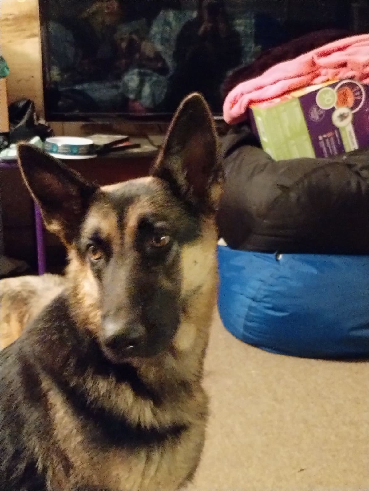 German Shepherd Dog Puppies breeder image 14
