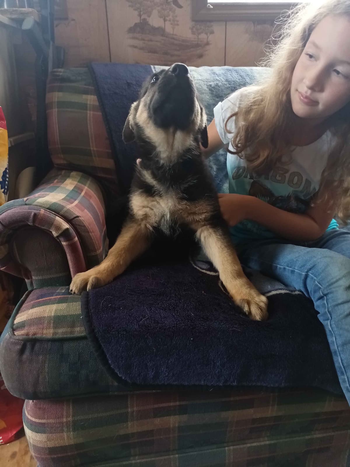 German Shepherd Dog Puppies breeder image 15