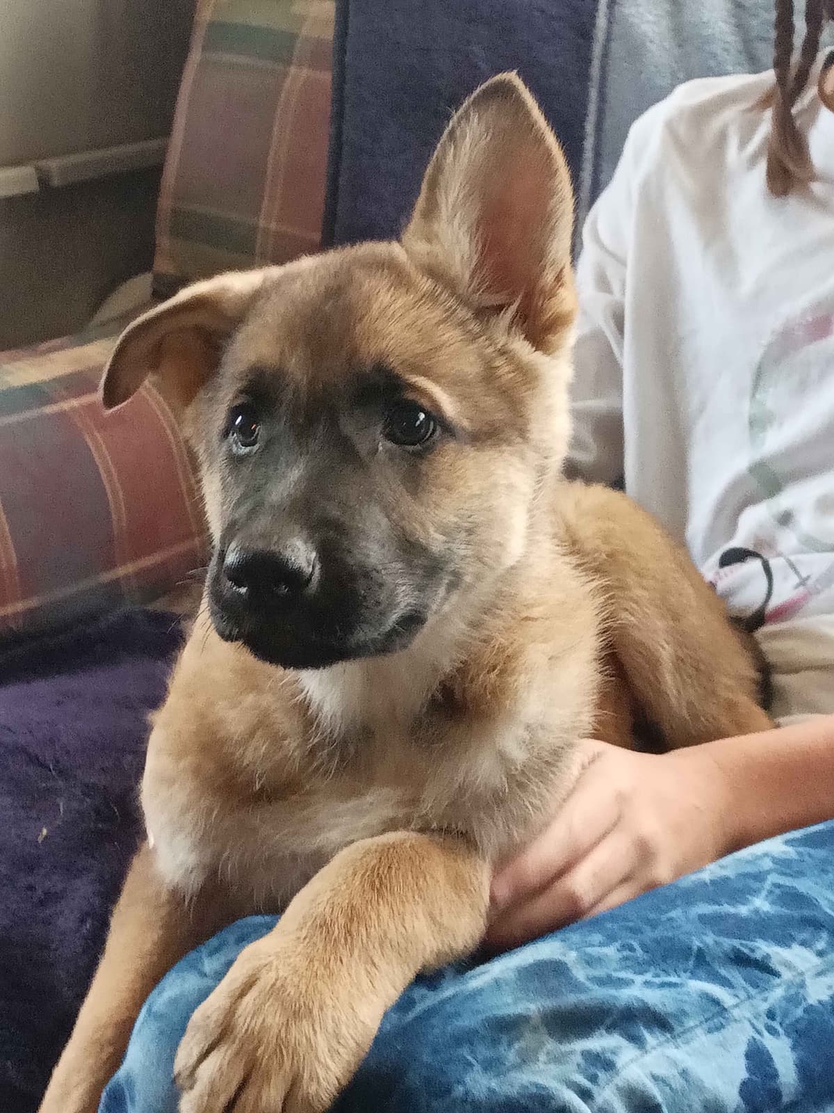 German Shepherd Dog Puppies breeder image 20