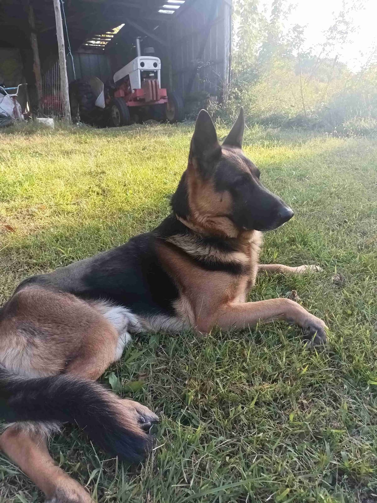 German Shepherd Dog Puppies breeder image 21