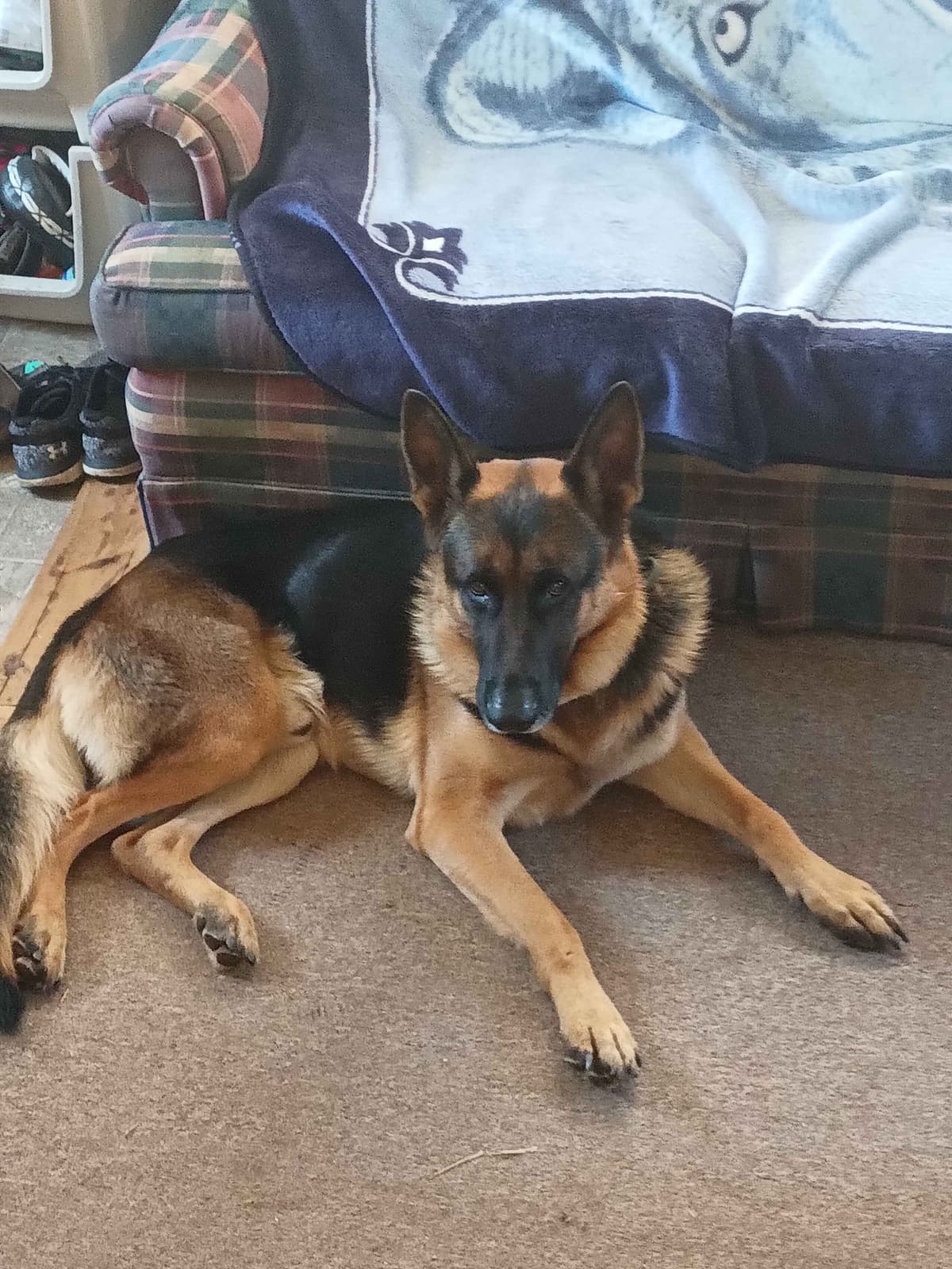 German Shepherd Dog Puppies breeder image 22