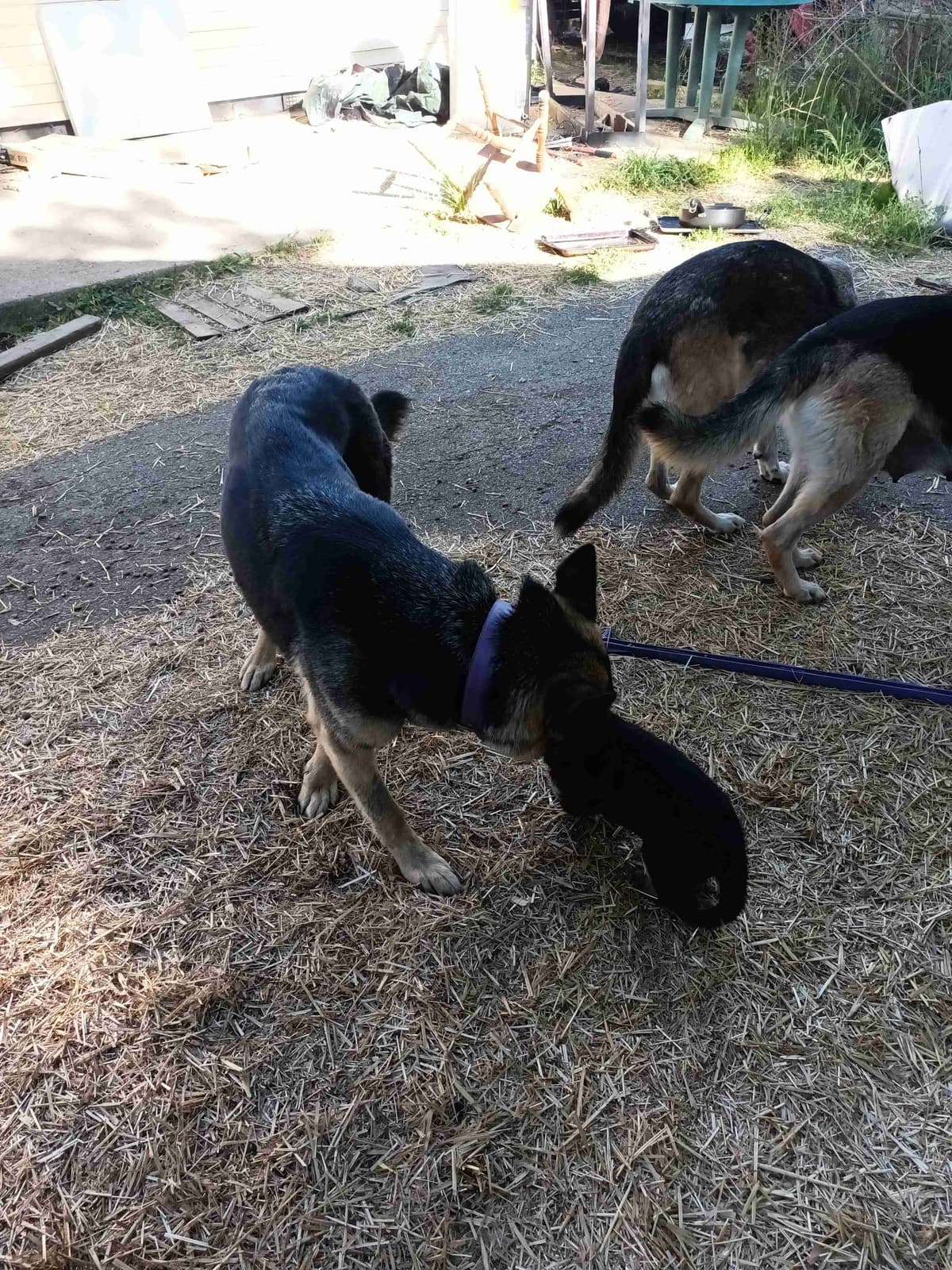 German Shepherd Dog Puppies breeder image 24